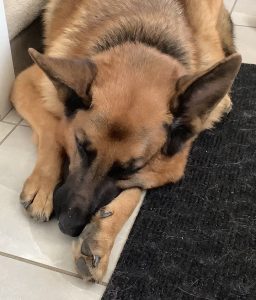 sad dog
