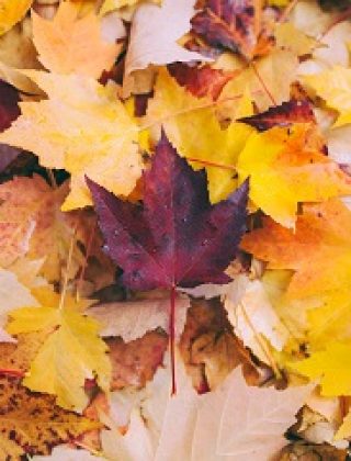 How to Make Crafts with Autumn Leaves