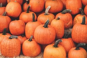 selecting the perfect pumpkin