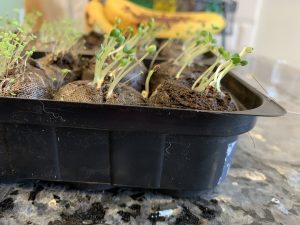 9 Days Growth of Basil From Seed Indoors