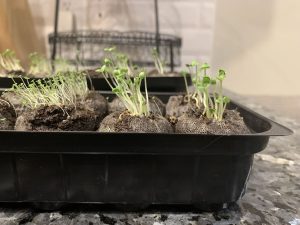 13 Days Growth of Basil From Seed Indoors