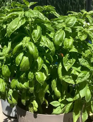 How To Grow Basil From Seed Indoors