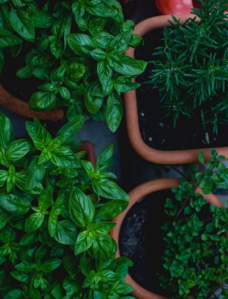 How to Grow Herbs From Scratch with Your Kids