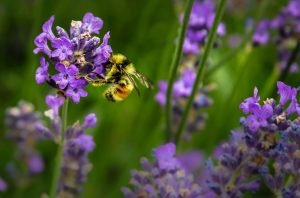 Confronting fear of bees