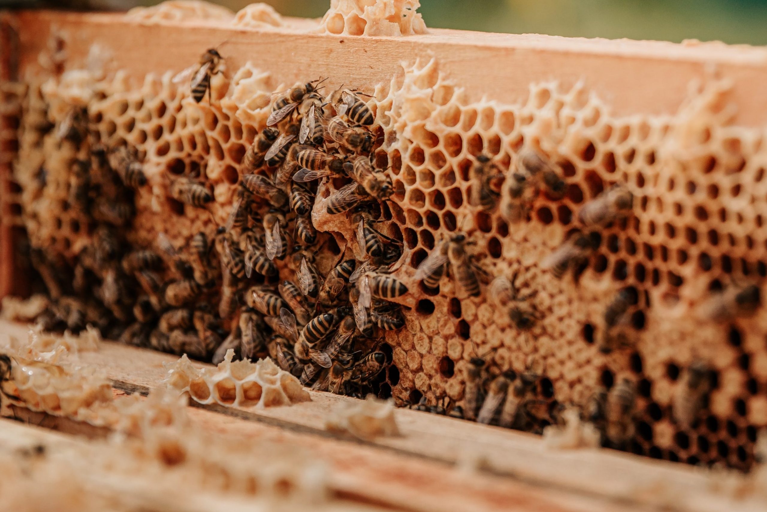 fear of bees, fear of wasps