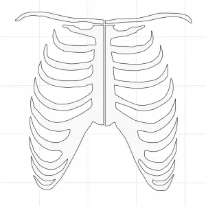 rib cage cut points