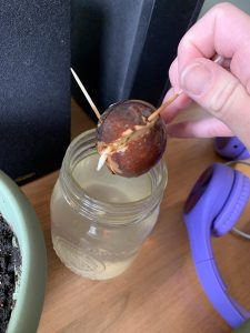 Growing progress - 3 week How to grow avocados indoors