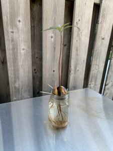 Growing progress - 23 week How to grow avocados indoors