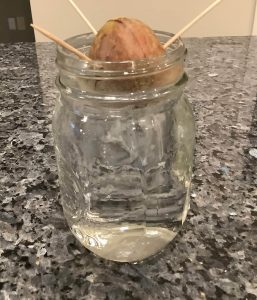 How to grow avocados indoors