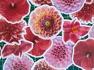 Flower Images for Pictures