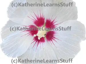 Flower Images for Pictures