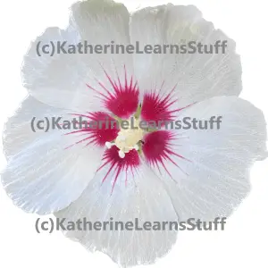 Flower Images for Pictures