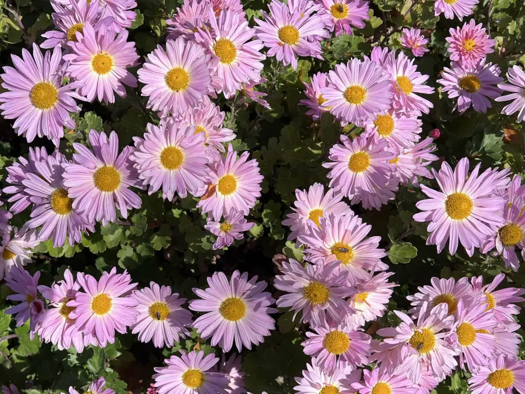 inspiration mini chrysanthemums