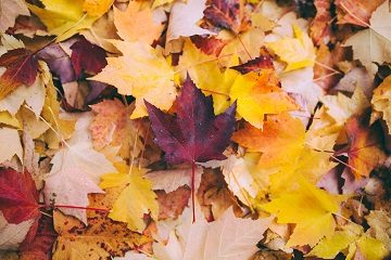 leaves fall leaves